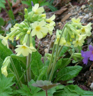 Primula Elatior : 50 Seeds : Oxlip Primrose - Image 1 of 4