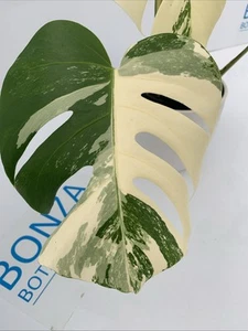 Monstera deliciosa var Borsigiana Variegated Albo ESTABLISHED PLANT Rare Indoor - Picture 1 of 12