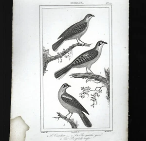 Oiseaux Gravure Originale 19e Massard et Vauthier - Picture 1 of 2