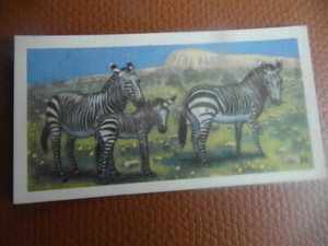 GB Brooke Bond "Wildlife in Danger" 1963 tea-card No.10 'Cape Mountain Zebra'.