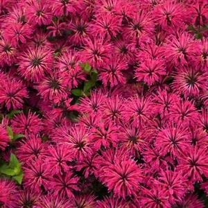 100 Razzberry Bee Balm Seeds Flowers Seed Butterflies Bees Hummingbird US SELL - Picture 1 of 24