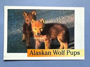 POST CARD Alaskan Gray Wolf Pups - Polar Bear Prints ACE-903 - Picture 1 of 2