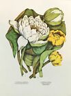 Impression botanique vintage, fleurs sauvages canadiennes, nénuphar, nénuphar, nénuphar, 1972