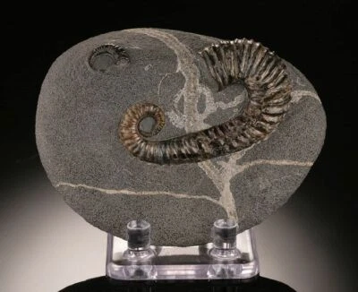 Acrioceras Uncoiled Ammonite (w stand)....shows excellent shell shell retention - Image 1 of 4