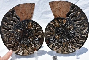 Dinosaur PAIR BLACK Ammonite 1 IN 100 XXXLG 200mm 110myo FOSSIL 8.0" 3102xx - Picture 1 of 12
