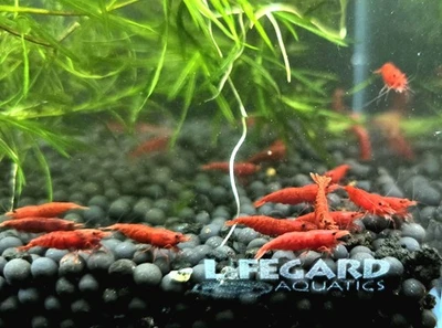 20+2 Fire Red Cherry Shrimp, "Live Freshwater Shrimp"- High Grade Neocaridina - Image 1 of 4