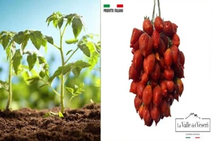 50 Piantine Pomodoro del Piennolo Rosso - Foto 1 di 6
