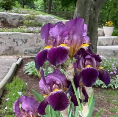 9 Easy to Grow Bearded Iris Multi Color Plant Bulbs 8 Years Old Rhizomes - Image 1 of 2