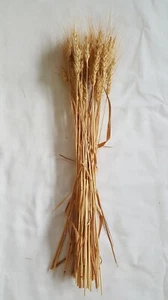 40 pc Lot Kansas Grown Wheat Bunch for Crafts, Props, & Seasonal Display - Picture 1 of 6