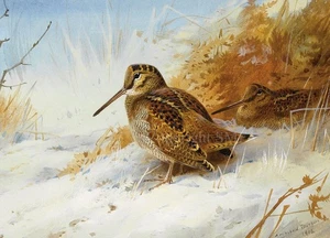 Woodcock Christmas Cards pack of 10 by Archibald Thorburn (1860-1935) C736x - Picture 1 of 3