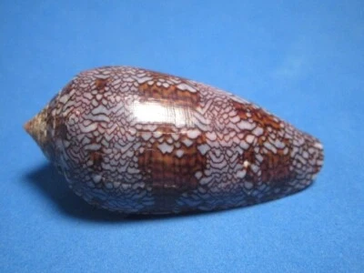 Conus textile f. altispiratus  (Linnaeus, 1758) "DARK-BLUE!" (61.5mm) - Image 1 of 4