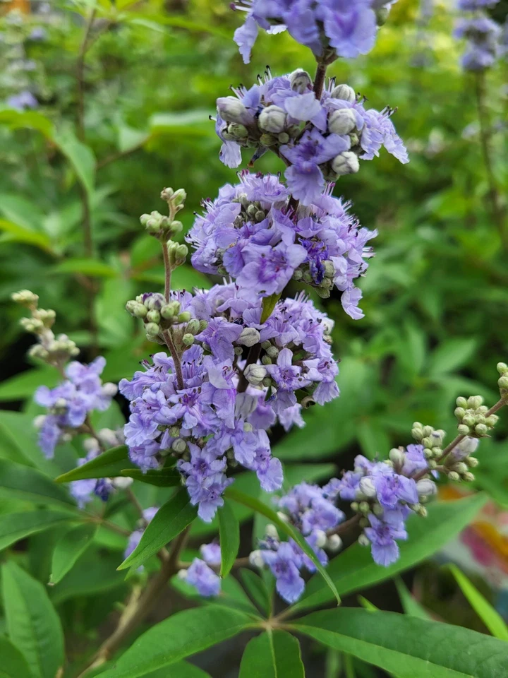 Mönchspeffer,  blau,  Vitex agnus castus, 1 Pflanze ca. 30 cm - Bild 1 von 1