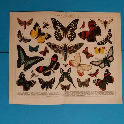 2 x Chromo-Lithografie 1895  SCHMETTERLINGE  - Bild 1 von 4