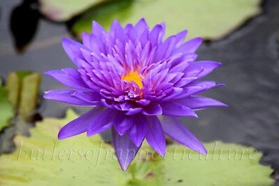 'KING OF SIAM' Tropical Water Lily (Purple) - MATURE PLANT (with buds/blooms!) - Image 1 of 4