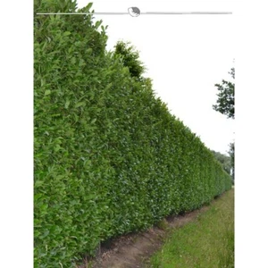 Kirschlorbeer Caucasica 100-120 cm. 40 Pflanzen. Hecke: immergrün & blickdicht - Bild 1 von 3