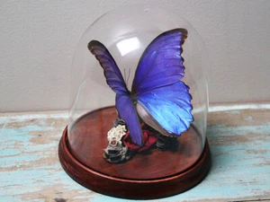 Morpho didius Butterfly Dome - Bild 1 von 4