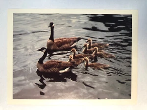 Vintage Canada Goose Family Vancouver Island BC Postcard - Bild 1 von 2