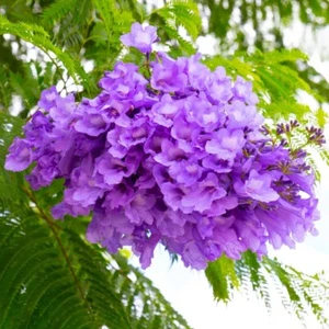 Jacaranda Mimosifolia, 50 seeds 2025 - USA seller - Picture 1 of 4