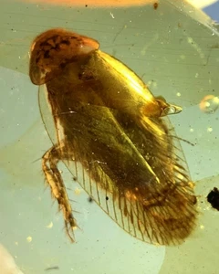 Cretaceous Fossil Burmese amber burmite cockroach insect amber Fossil Myanmar - Picture 1 of 7