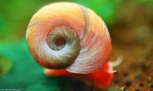 NEW! 15 Ramshorn snails (Red) cleaning crew / feeders etc