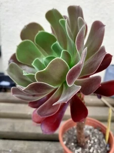 Succulent Aeonium Crimson Velvet Medium - Picture 1 of 2