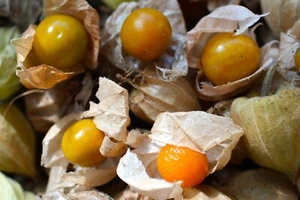 50+ CAPE GOOSEBERRY SEEDS RARE FRUIT SPRING GROUND CHERRY HEIRLOOM SWEET USA - Picture 1 of 7