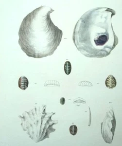 Fruits de mer Coquilles Histoire naturelle Coquillage Lithographie XIXème - Imagen 1 de 1