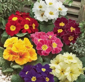 150 x Primula Giant Veris Mixed - Primrose - Seeds - Picture 1 of 3