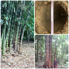 Bambu Gigante Bamboo Dendrocalamus Asper 2 Ombreggiante Raro Tropicale