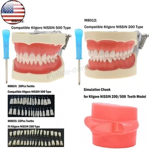 US Kilgore NISSIN 200/500 Type Dental Typodont Model With Screw-in Teeth - Picture 1 of 41