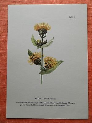 Echter Alant (Inula Helenium)  Heilpflanze Farbdruck 1956 • 6.64€