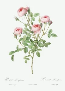 Burgundian Rose Les Roses by Pierre Joseph Redouté Print Repro - Picture 1 of 2