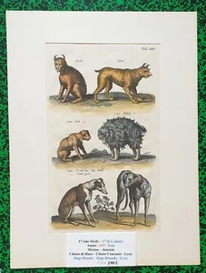 XVII ème - Jonston & Merian Superbe Gravure de Chiens Lynx Planche LXXI 1657 - Picture 1 of 1