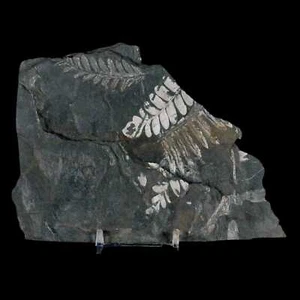 6" Alethopteris Fern Plant Leaf Fossil Carboniferous Age Llewellyn FM ST Clair - Picture 1 of 8