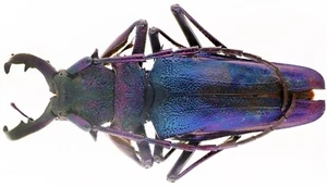 Insect - PRIONINAE Psalidognathus superbus superbus - C.Peru - Male 70mm ...!! - Picture 1 of 1