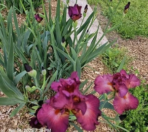 10- Mix Iris (3 Colors)Fresh Rhizome(Freshly Dug For Every Order) - Picture 1 of 3