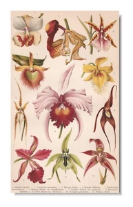 ORCHIDS 1899 Original Antique Vintage Print Orchid Flowers - Picture 1 of 10