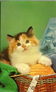 Kitten - pert puss - ready for fun Vintage Postcard PP1 - Picture 1 of 2