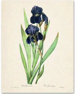 Stampa artistica botanica Iris Germanica - Stampa artistica senza cornice 11x14 - Ottimo bagno - Foto 1 di 10