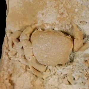 2.2" Potaman Sp Fossil Freshwater Crab In Travertine Denizli Basin Southwest - Picture 1 of 8