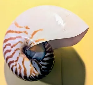 Great Massive Collectible Beautiful Nautilus Sea Shell -7"x6.5"x5.5" Huge !!! - Picture 1 of 15