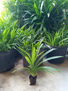 Pandan fragrant Plants,Pandanus amaryllifolius rooted live Plants, lá Dứa - Picture 1 of 6