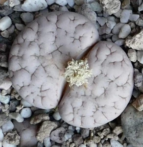 Lithops gracilidelineata subsp gracilidelineata var waldroniae C189A - - Stones - Picture 1 of 4