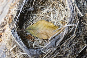 Juego de 5 tarjetas de felicitación - ""Leaf it be... "Ellos volverán en primavera" - Imagen 1 de 2