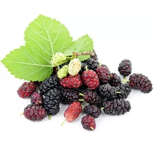 25 Mulberry SEEDS Morus Rubra TX USA Fruit Tree Sweet Edible Fragrant Easy - Picture 1 of 5