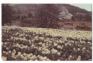 Field CROFT LILIES Southern OREGON Coast Easter Flowers Curry County Postcard OR - Picture 1 of 1