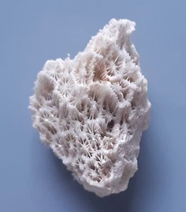 CORAL FOSSIL (CA61/236) NEW DISCOVERY Bohol, Philippines - Picture 1 of 6