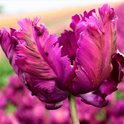 Easy to Grow Tulip Negrita Parrot 10 Plant Bulbs, Spring Flowers Zones 3-8 - Image 1 of 4