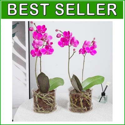 Modern Transparent Orchid Planter Set with Saucer - 5.8 Inch for Stylish Display - Image 1 of 4