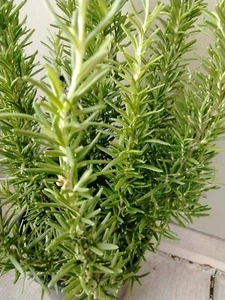 Rosemary plant, Well rooted. Bare root ships. Herb, edible. Aprox 6-8" tall.  - Picture 1 of 5